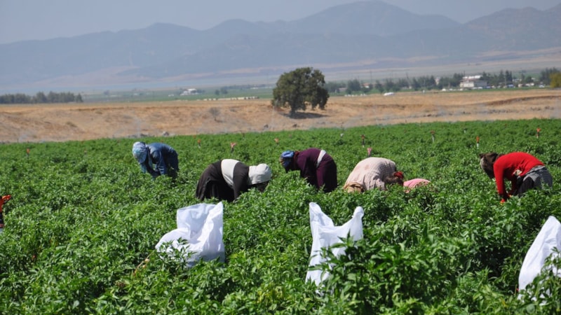 Gaziantep'te kuraklığın gölgesinde biber hasadı başladı