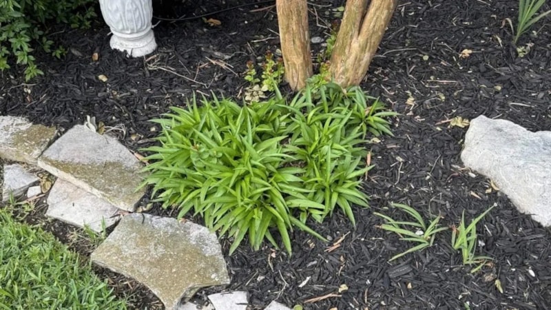 Sadece Dikkatli Olanlar Fark Ediyor: Resimdeki Yılanı 9 Saniyede Bulun