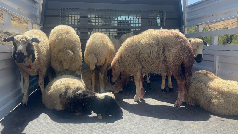 Erzincan'da koyun sürüsüne kurt ve ayı saldırısı