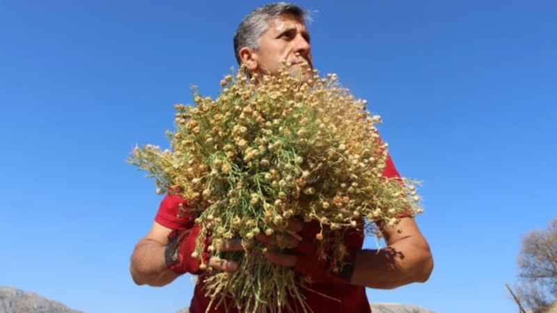 Yamaçlarda kendiliğinden yetişiyor! Bedava toplanıyor, buketi 100 TL’den alıcı buluyor
