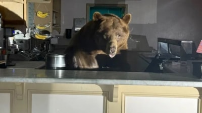 Kaliforniya'da ayı, dondurma dükkanını bastı