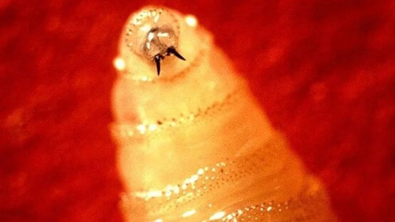 ABD'de bir ilk: Et yiyen kurt vakası tespit edildi