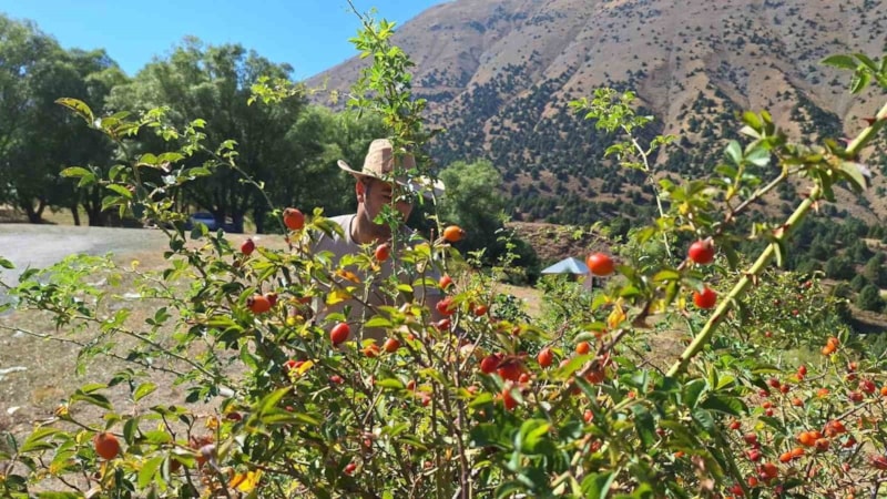 Erzincan’da hasat başladı! Doğada kendiliğinden yetişiyor, şifa kaynağı olarak görülüyor