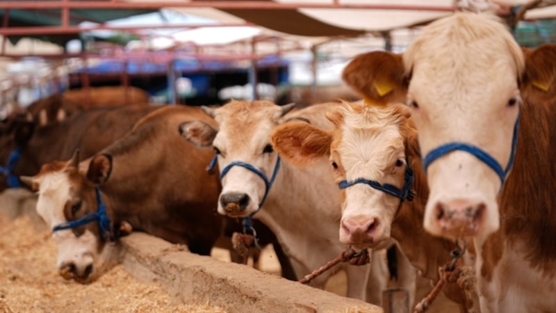 Şap hastalığına yönelik yüksek aşılama oranına ulaşılan 24 ilde hayvan pazarları tekrar açıldı