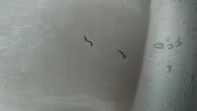 Tekirdağ'da içme suyundan kurtlar çıktı