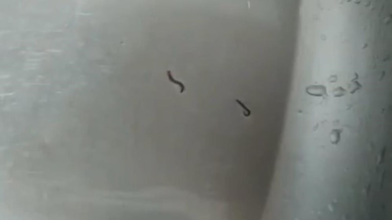 Tekirdağ'da içme suyundan kurtlar çıktı