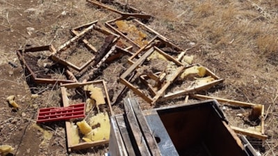 Kahramanmaraş'ta ayı kovanları parçalayıp balı yedi: Üretici 100 bin TL zarar etti