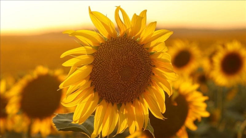 Ayçiçeği tohumu ve yağında yeni gümrük vergileri