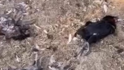 Düzce’de sokak köpekleri 20 tavuğu telef etti