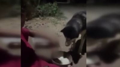 Ankara'da köpeğine zorla alkol içirdi