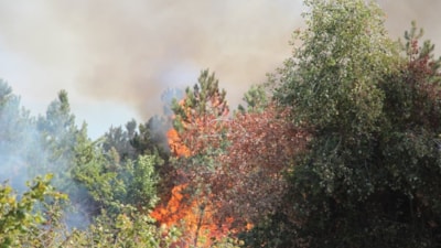 Sakarya'da korkutan orman yangını: Kontrol altına alındı