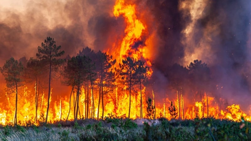 İklim değişikliği Türkiye'de orman yangınlarına yol açan hava koşullarını şiddetlendirdi