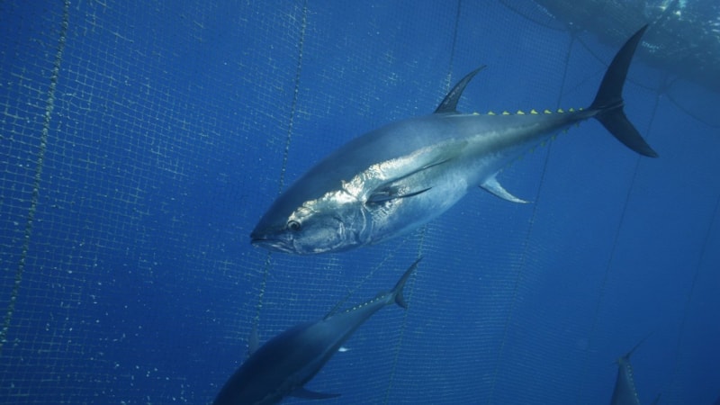 Türkiye'nin orkinos ihracatı artıyor