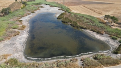 Tekirdağ'da su seviyesi düşen gölette balıklar telef oldu