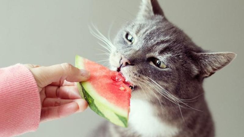 Kediler neden meyve sevmez? Şaşırtan gerçek...