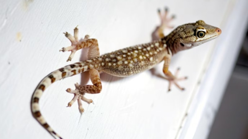 Evde kertenkele görmek şans mı, uyarı mı? İşte anlamı