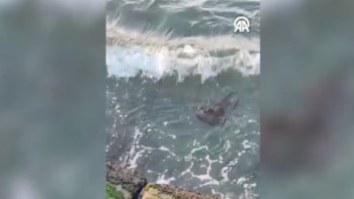 Su samuru Tekirdağ'da ortaya çıktı