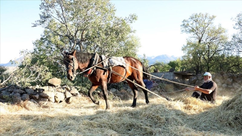 Erciyes’in eteklerinde düven geleneği yaşatılıyor