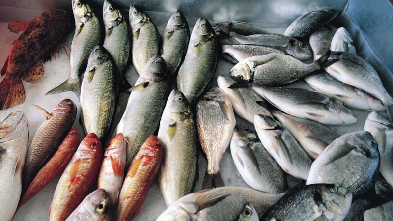 Eylül ayında hangi balıklar yenir? Eylül ayında tüketilmesi gereken balıklar