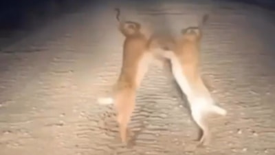 Bayburt'ta iki yaban tavşanı yol ortasında kavga etti