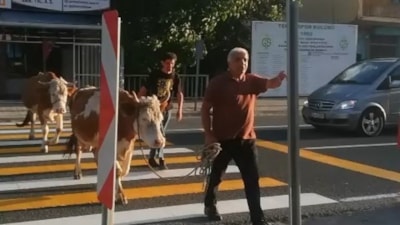 Gümüşhane'de inekler yaya geçidini kullandı