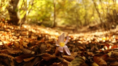 Hoşgeldin Eylül 2025: Duygulu, anlamlı ve romantik eylül ayı mesajları...