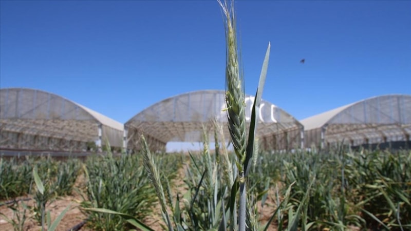 Tekirdağ'da kuraklığa dayanıklı bitki test merkezi kuruluyor