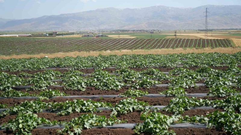 40 bin dekara ektiler; 2 milyar lira kazandırıyor...
