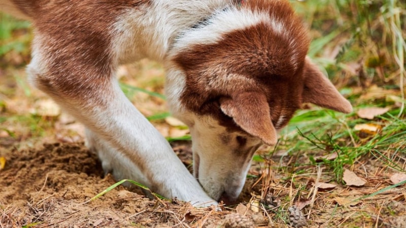 Köpekler neden toprak yer? İşte bilinmesi gerekenler!