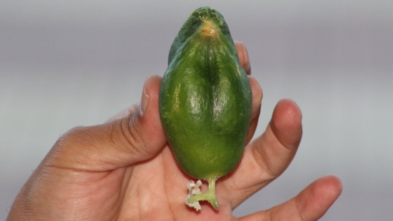 Diyarbakır’da kuş besleyen esnafın salatalığı serçeye benzedi