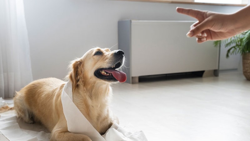 Köpek sahiplerinin çoğu bu hatayı yapıyor! Uzmanı uyardı