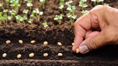 İlkbaharda değil eylülde ekin! Hasat 2 katına çıkıyor