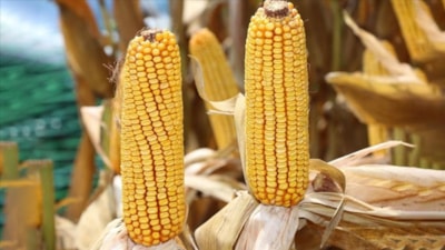 Zimbabve'de mısır ithalatı yasaklandı