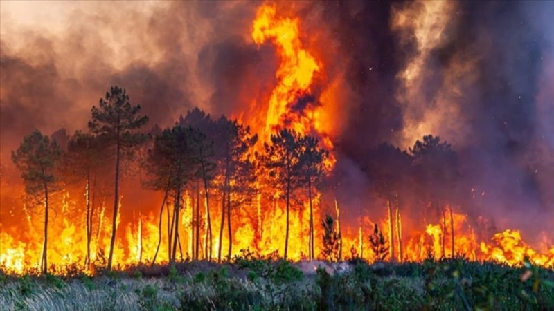 Fransa'da 30 bin hektar ormanlık alan yok oldu