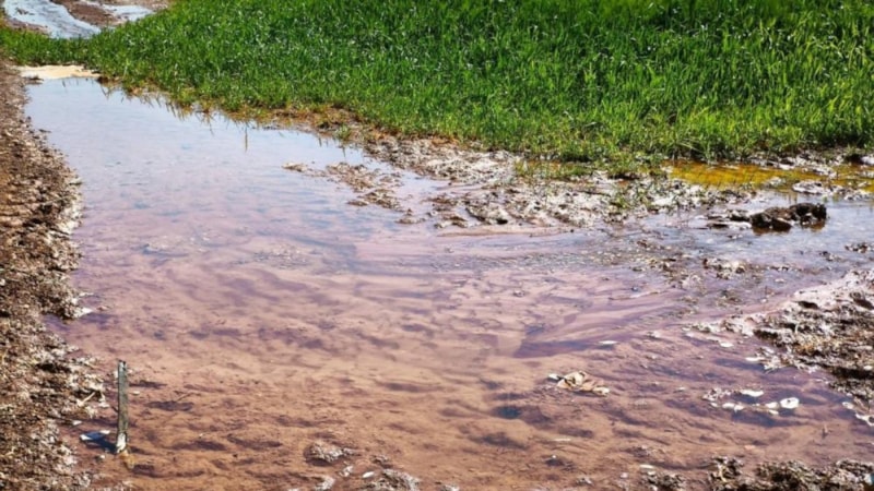 Güneydoğu'da kaçak mısır ekimi enerji altyapısını zorluyor