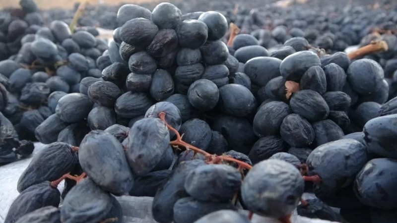 Malatya’da hasat başladı: Çiftçinin yüzünü güldürüyor, kilosu 500 TL’den satılıyor