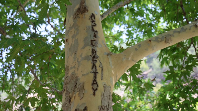 Adana'nın 45 yıllık çınarı yazı tahtasına döndü