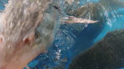 Elazığ'da bir balıkçı Sibirya Mersin balığı yakaladı: Havyarının değeri 2 milyon lira