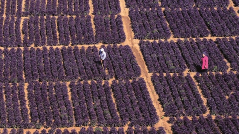 Malatya’da coğrafi işaretli hasadı başladı! Yılda 4-5 kez hasat ediliyor, 3,5 ton ürün veriyor