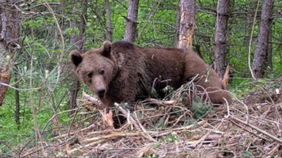 Bolu'da ayı avı kararı: Karar onaylandı