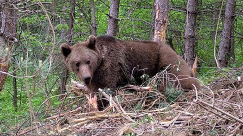 Bolu'da ayı avı kararı: Karar onaylandı