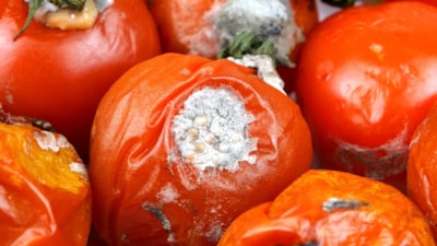 Sebzelerde bu detaylara dikkat edin: Salmonella bulaşabilir