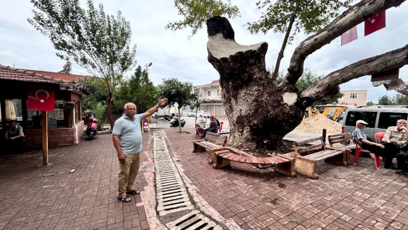 Hatay'da 500 yıllık dev çınar ağacı dikkat çekiyor