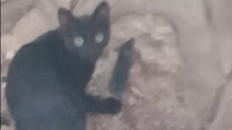 Amasya'da kedi ve farenin dostluğu