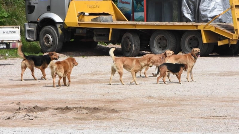 İstanbul'dan sonra sıra Afyon'da: Köpeklerin sosyal alanlarda beslenmesi yasaklandı