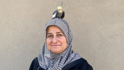 Tokat'ta torunu için papağan sahiplendi: Kendi çocuğu gibi görüyor