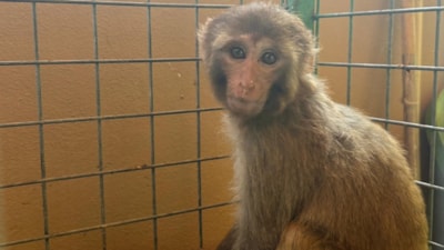 Hatay’da kaçak yollarla getirilen maymuna şiddet: Sahibine 20 bin lira ceza