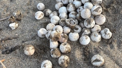 Antalya'da gönüllüler, caretta caretta yavrularını denize ulaştırdı