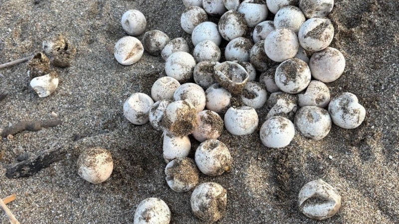 Antalya'da gönüllüler, caretta caretta yavrularını denize ulaştırdı