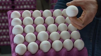 Türkiye'nin ABD'ye yumurta ihracatı yüzde 406 arttı